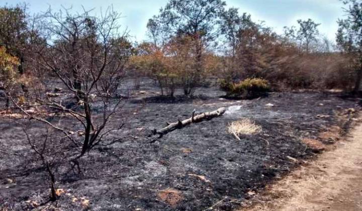 Immagine articolo: Contributi 100% fondo perduto per il rimboschimento di aree danneggiate in Sicilia, grazie alla misura 8.4 del PSR