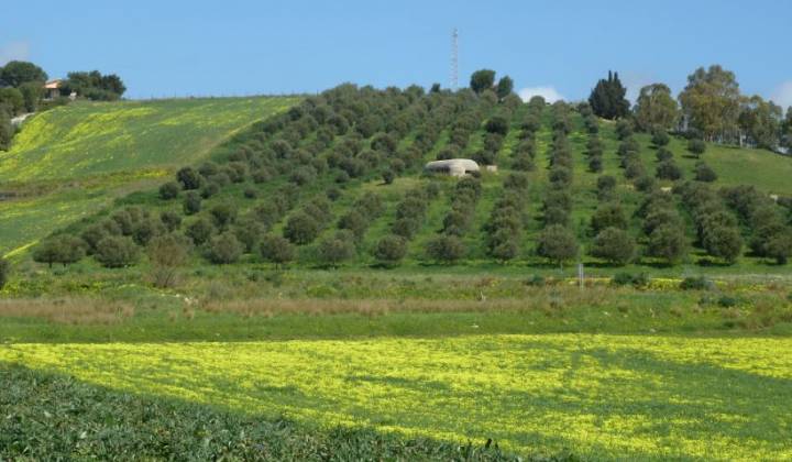 Immagine articolo: Banca della Terra: riparte l'asta per poter acquistare terreni agricoli dello stato. In Sicilia disponibili 338 fondi
