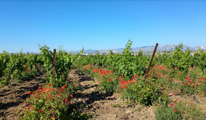 Immagine articolo: Pubblicato il nuovo bando OCM VINO Sicilia per la campagna 2024-2025