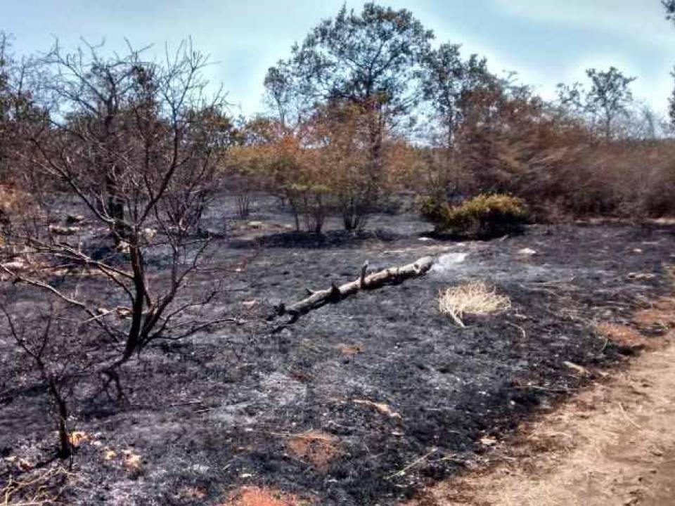 Immagine articolo: Contributi 100% fondo perduto per il rimboschimento di aree danneggiate in Sicilia, grazie alla misura 8.4 del PSR