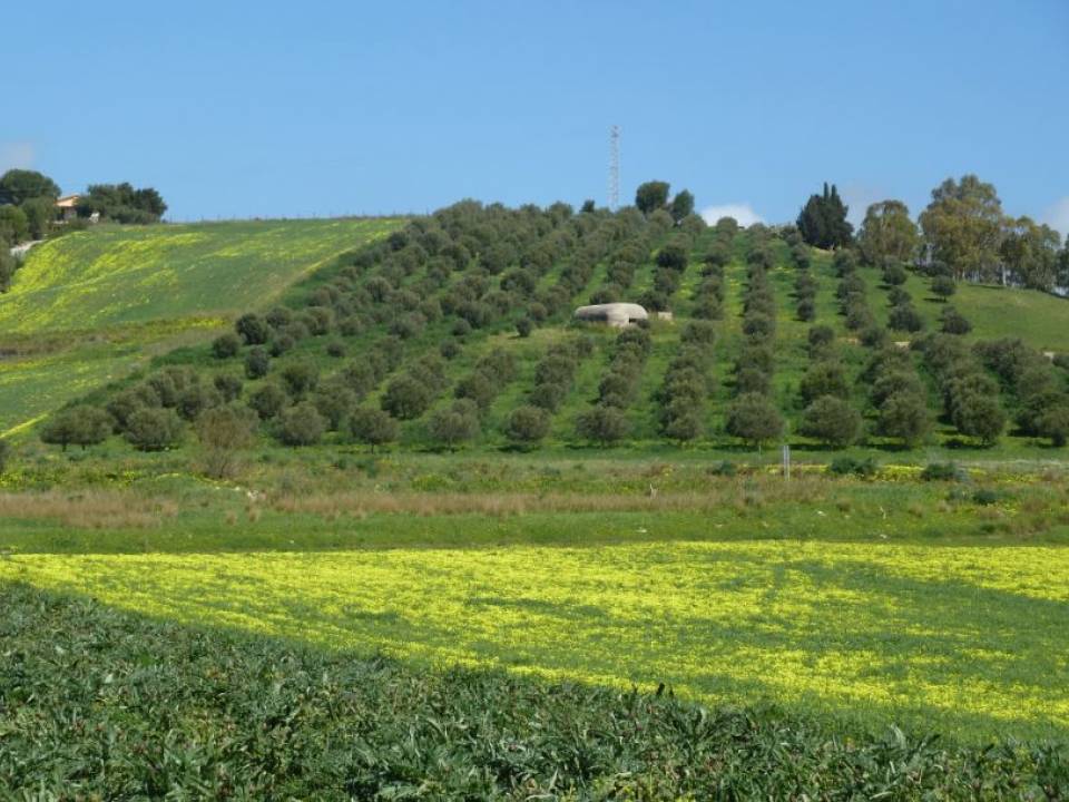 Immagine articolo: Banca della Terra: riparte l'asta per poter acquistare terreni agricoli dello stato. In Sicilia disponibili 338 fondi