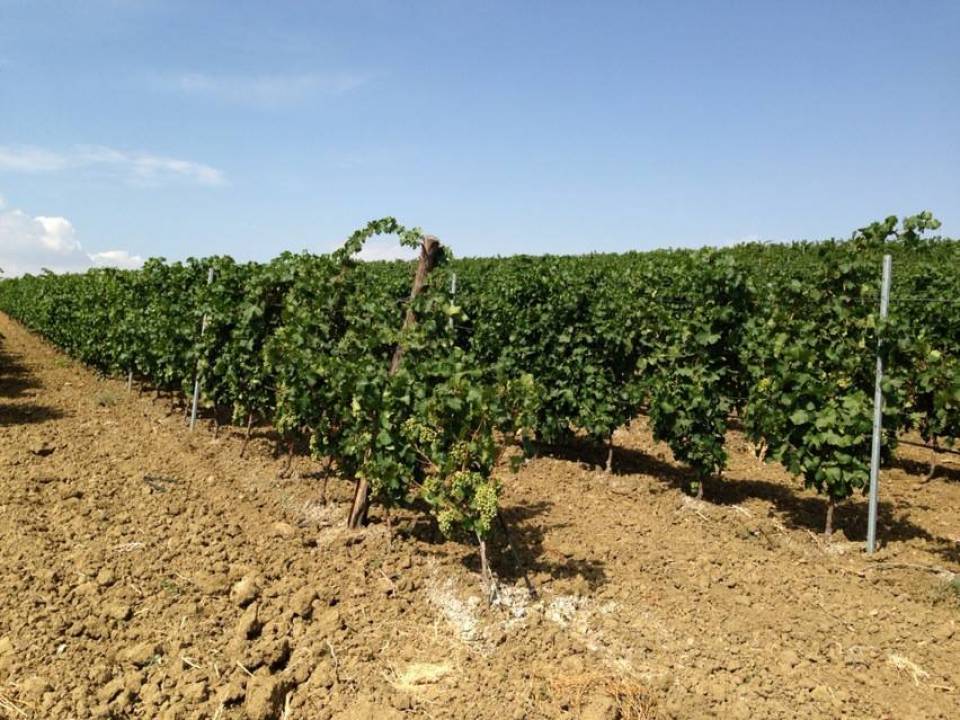 Immagine articolo: 10 milioni di € per il bando OCM Vino Sicilia per ristrutturare i vigneti - campagna 2017/2018