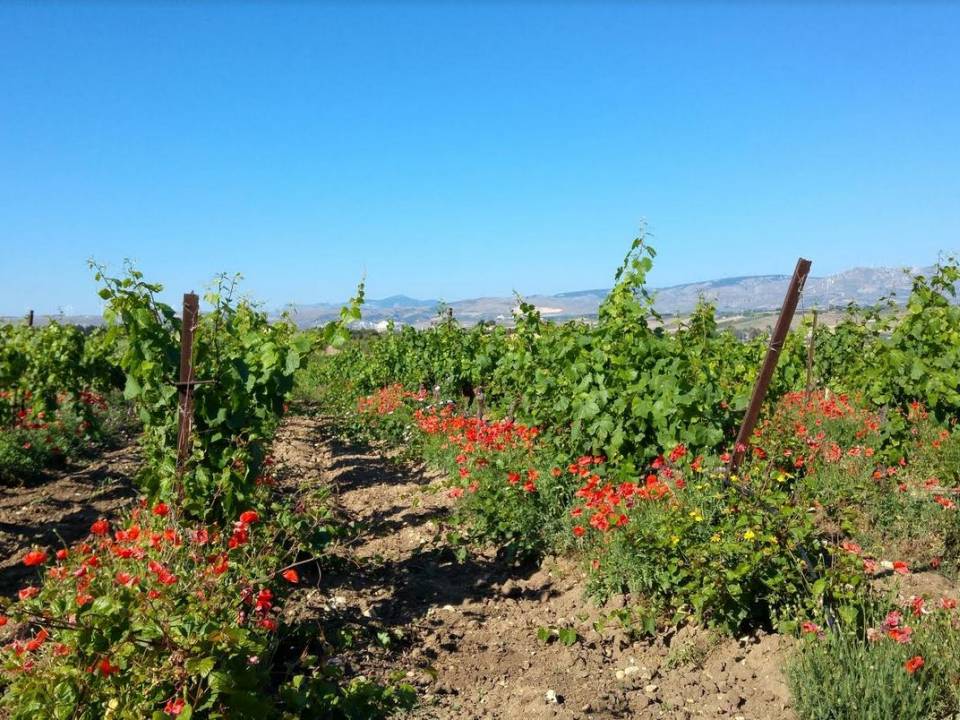 Immagine articolo: Pubblicato il nuovo bando OCM VINO Sicilia per la campagna 2024-2025
